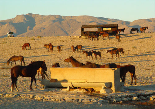 Klein-Aus Vista Desert Horse Inn Экстерьер фото